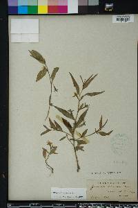 Ludwigia decurrens image