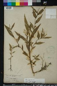 Ludwigia decurrens image