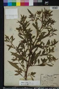 Ludwigia leptocarpa image