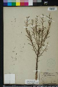 Ludwigia linearis image