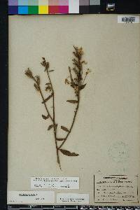 Oenothera nutans image