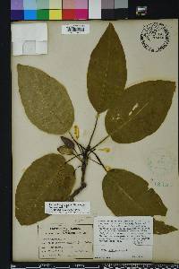 Nyssa aquatica image