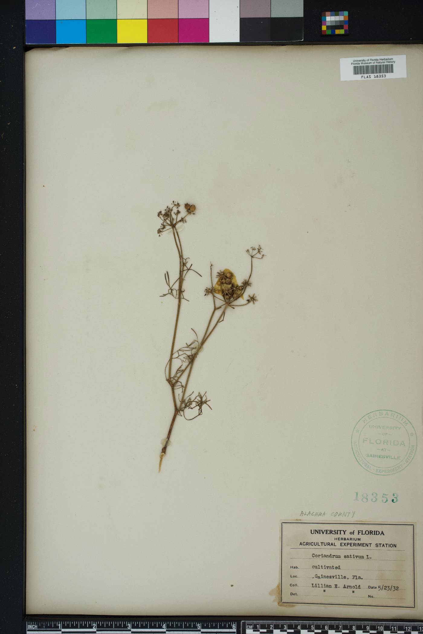 Coriandrum sativum image