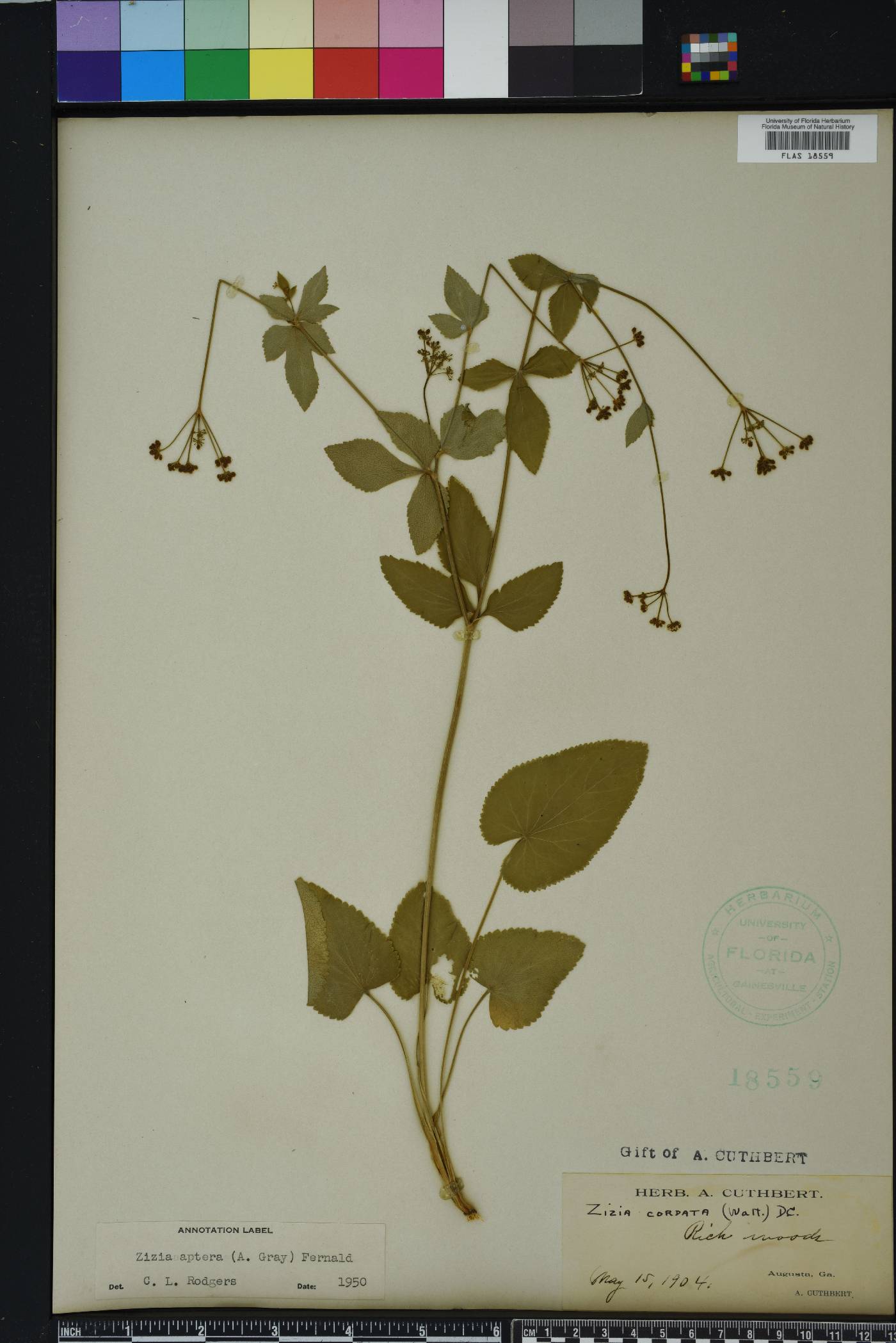Zizia cordata image