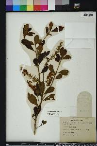 Clethra alnifolia image