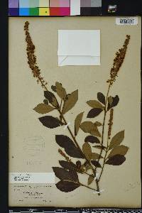 Clethra alnifolia image