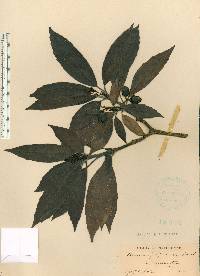 Aucuba japonica image