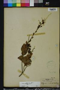 Bejaria racemosa image