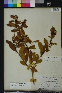 Lyonia lucida image