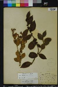 Lyonia lucida image