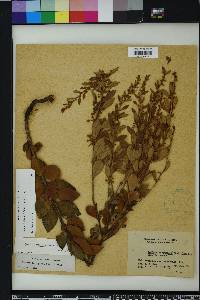 Lyonia fruticosa image