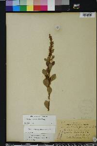Lyonia fruticosa image