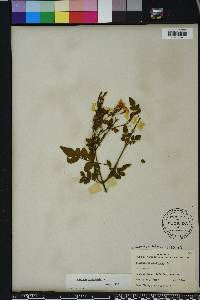 Jasminum officinale image