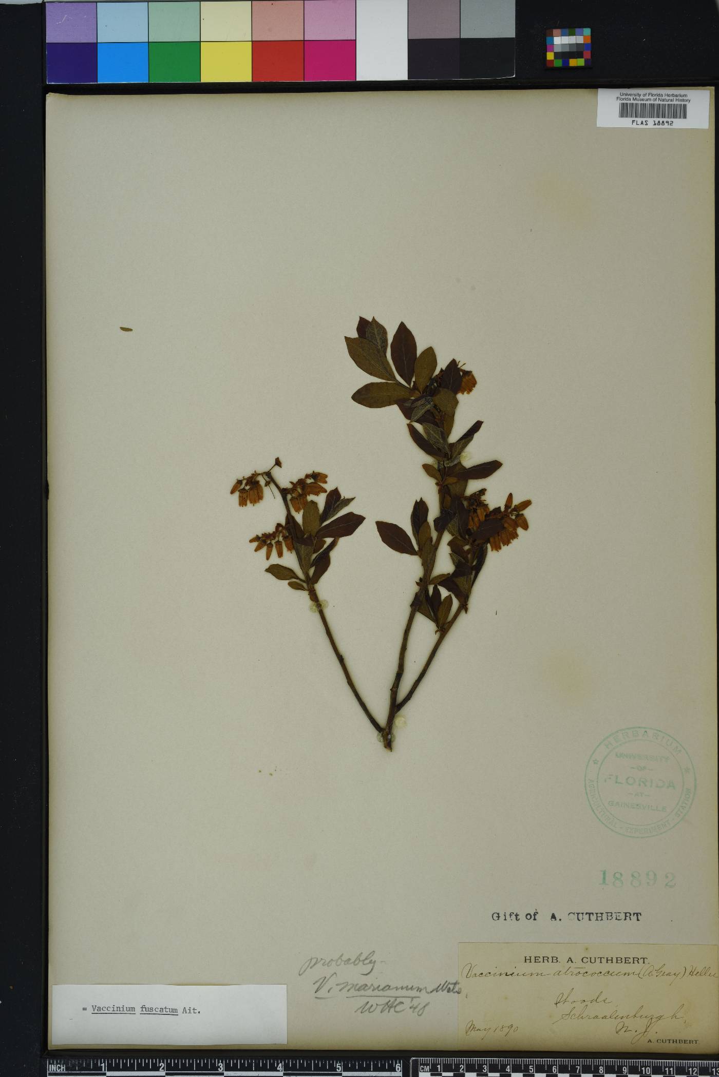 Vaccinium fuscatum image