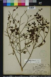 Vaccinium elliottii image