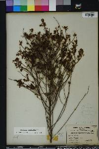 Vaccinium myrsinites image