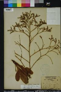 Limonium carolinianum image