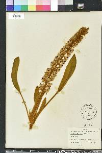 Lupinus villosus image