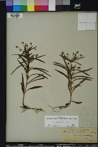 Lysimachia lanceolata image