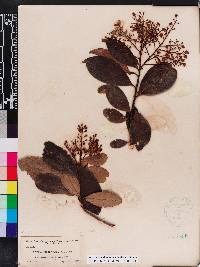 Ardisia escallonioides image