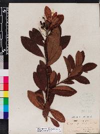 Ardisia escallonioides image