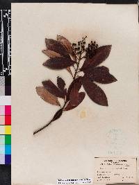 Ardisia escallonioides image