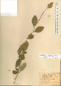 Sideroxylon alachuense image