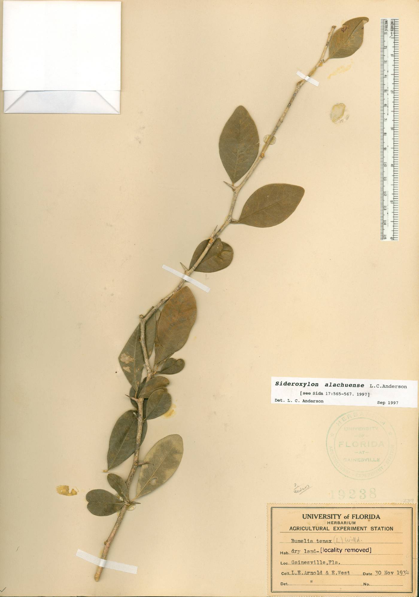Sideroxylon alachuense image