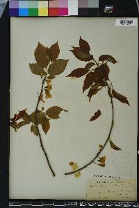 Halesia carolina image