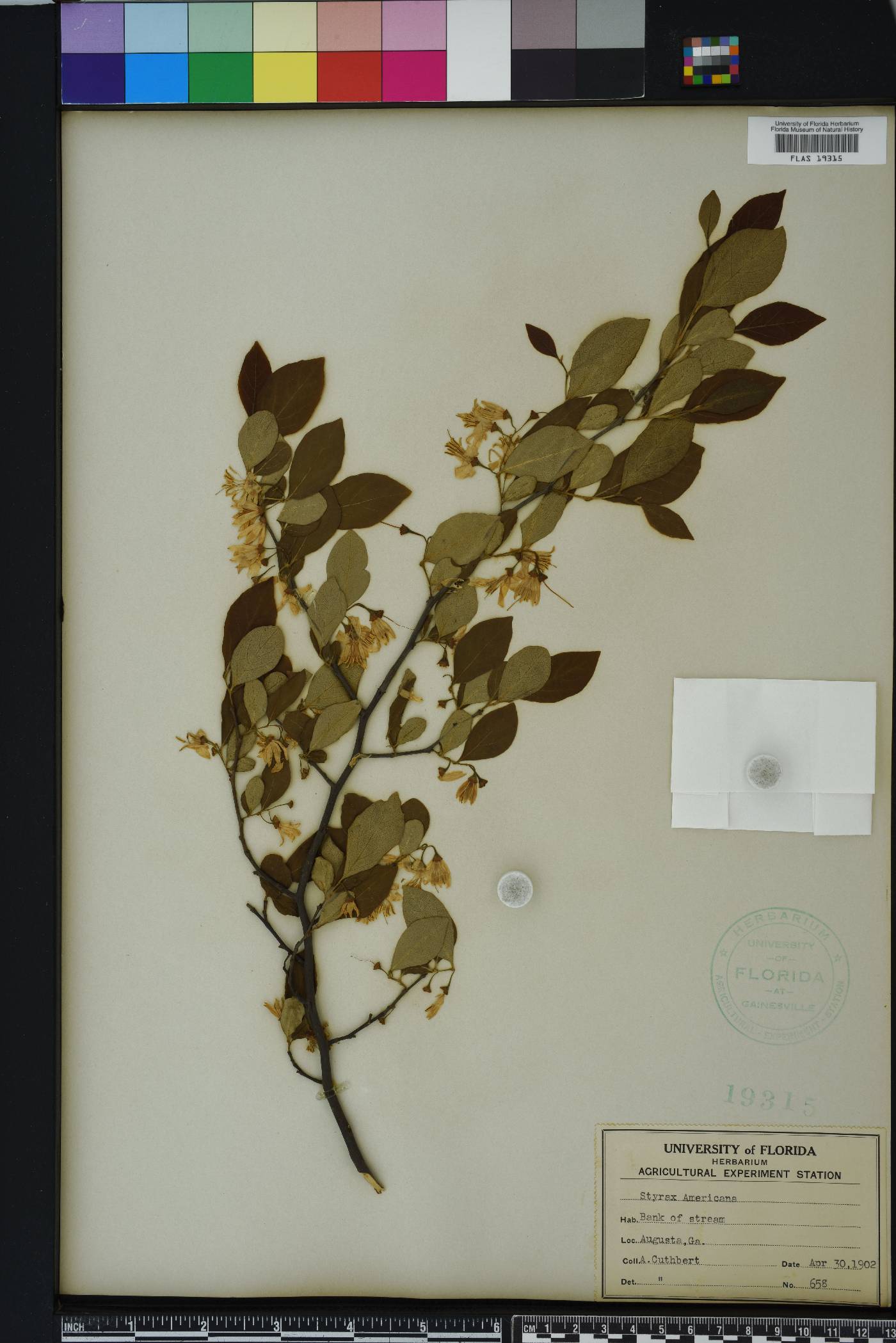 Styrax americanus image