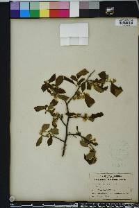 Styrax americanus image