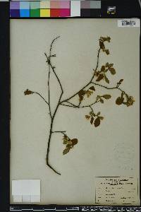 Styrax americanus image