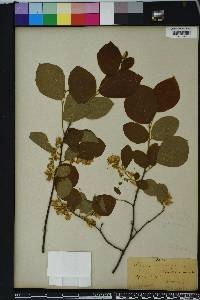 Styrax grandifolius image