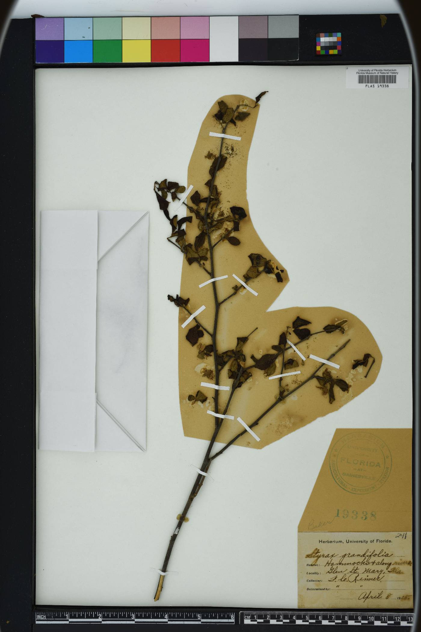 Styrax grandifolius image