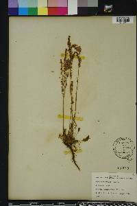 Rumex hastatulus image