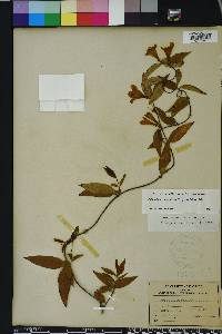 Gelsemium sempervirens image