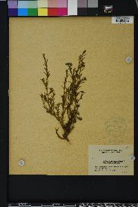 Polypremum procumbens image