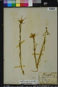 Sabatia gentianoides image