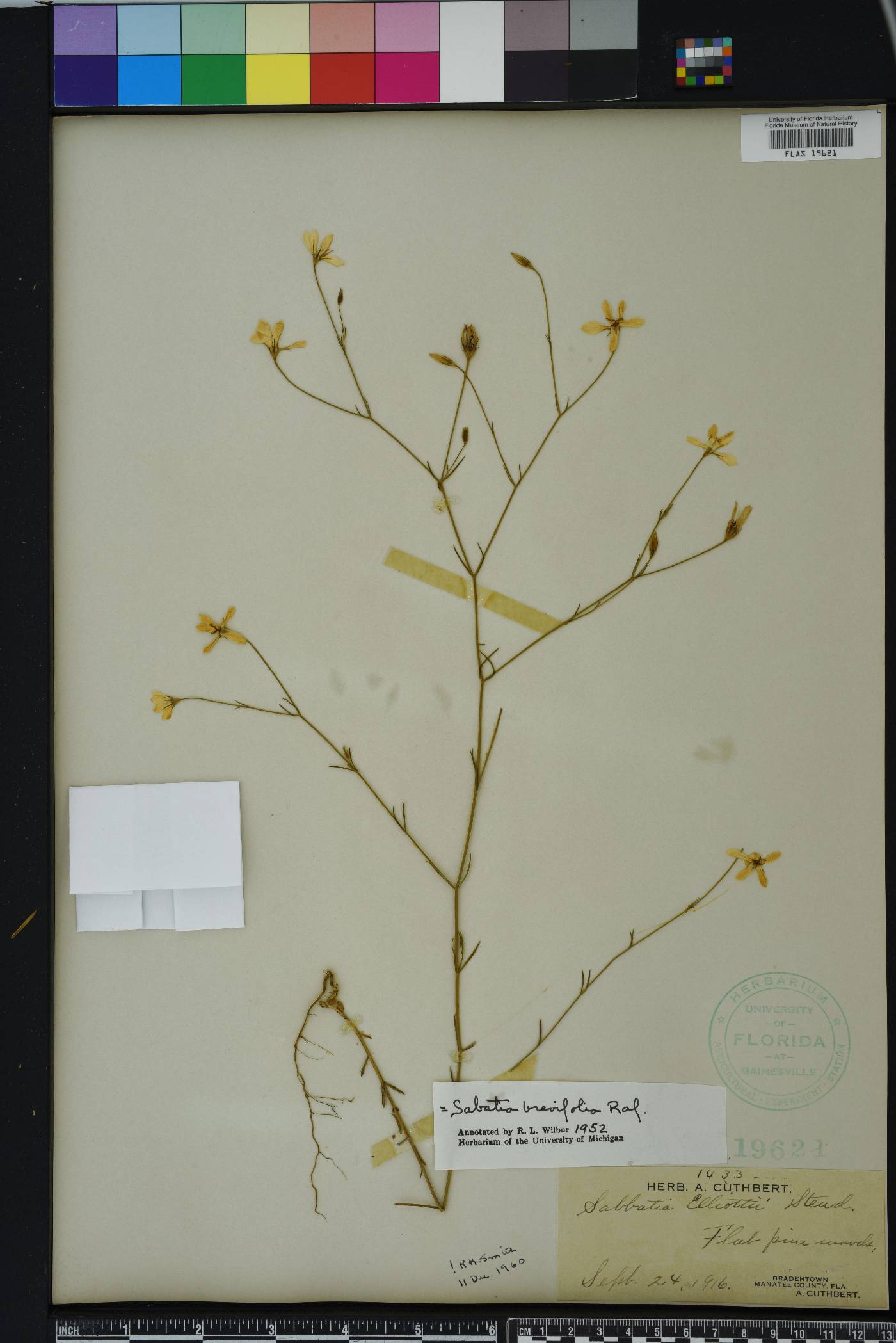 Sabatia brevifolia image