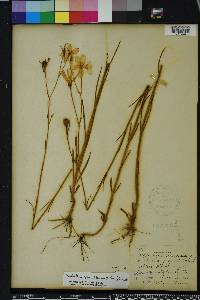 Sabatia grandiflora image