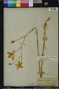 Sabatia grandiflora image