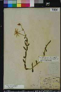 Sabatia dodecandra image