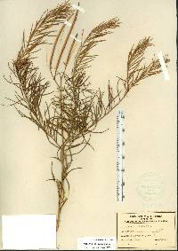 Amsonia ciliata image