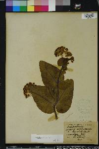 Asclepias humistrata image