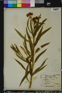 Asclepias curassavica image