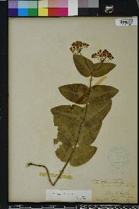 Asclepias humistrata image