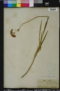 Asclepias lanceolata image