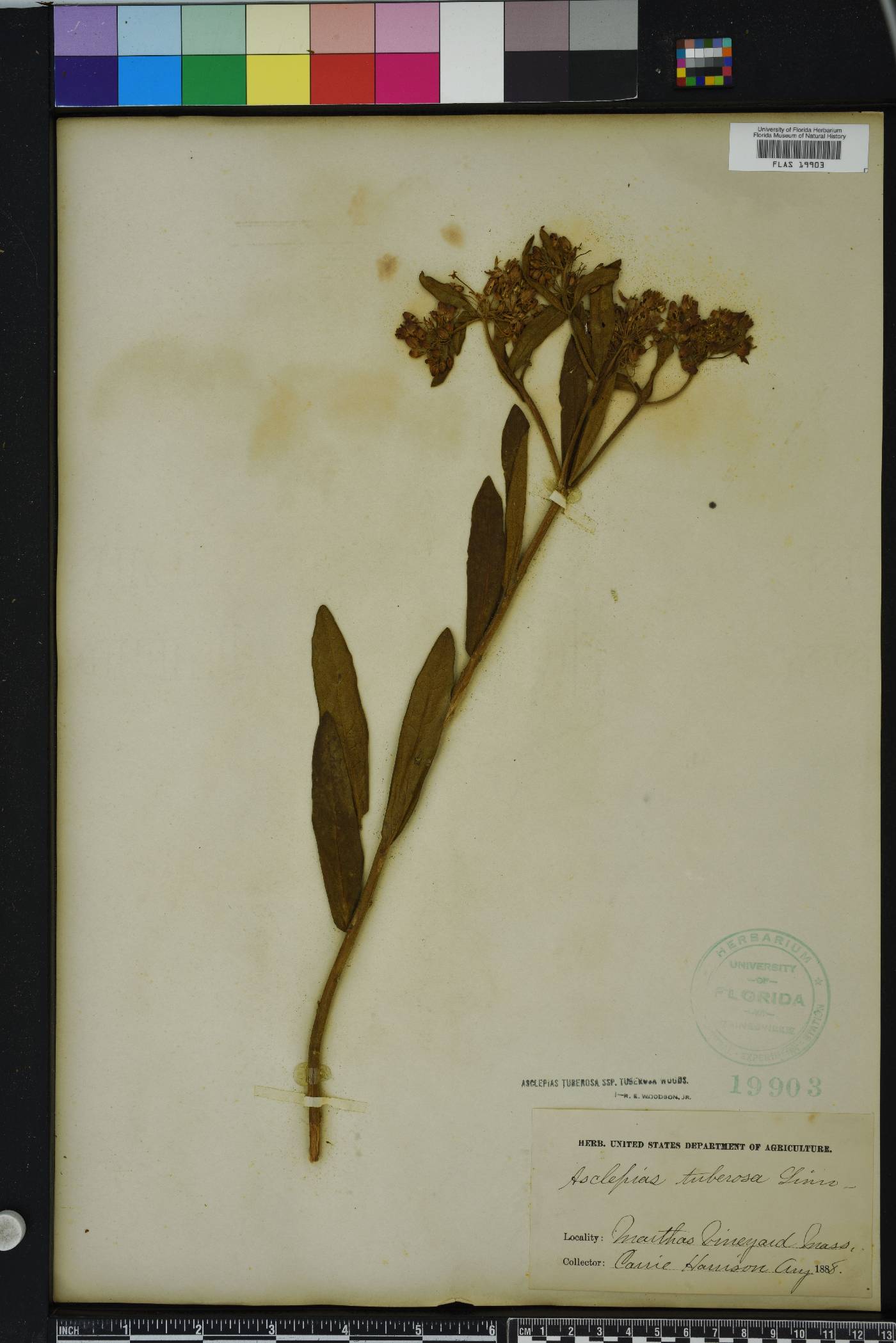 Asclepias tomentosa image