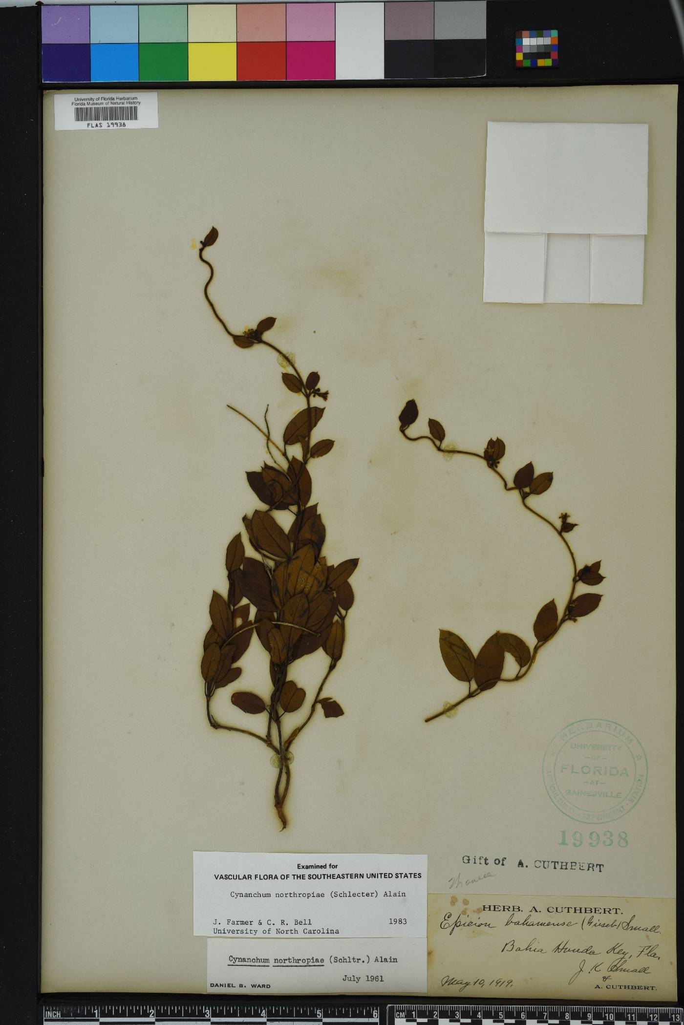 Cynanchum northropiae image