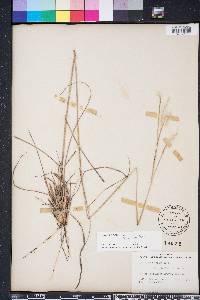 Andropogon ternarius image